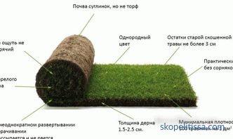 Pokládání trávníku trávníku: technologie a procesní nuance