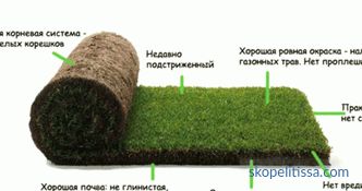 Trávník trávník v rolích, ceny za válcované trávy, které trávník trávu koupit v Moskvě