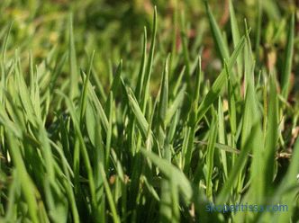 popis, vlastnosti, charakteristiky travnaté trávy pro líné