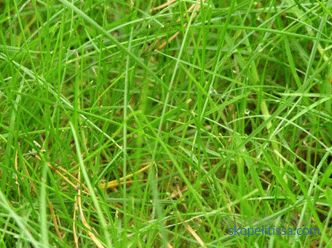popis, vlastnosti, charakteristiky travnaté trávy pro líné